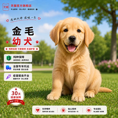 温顺宠物狗活体便宜大头导盲