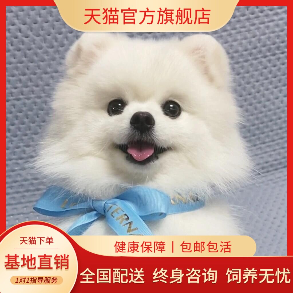 白便宜可爱活体幼崽长不大袖珍