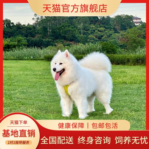 微笑天使是双血统萨摩耶宠物犬狗