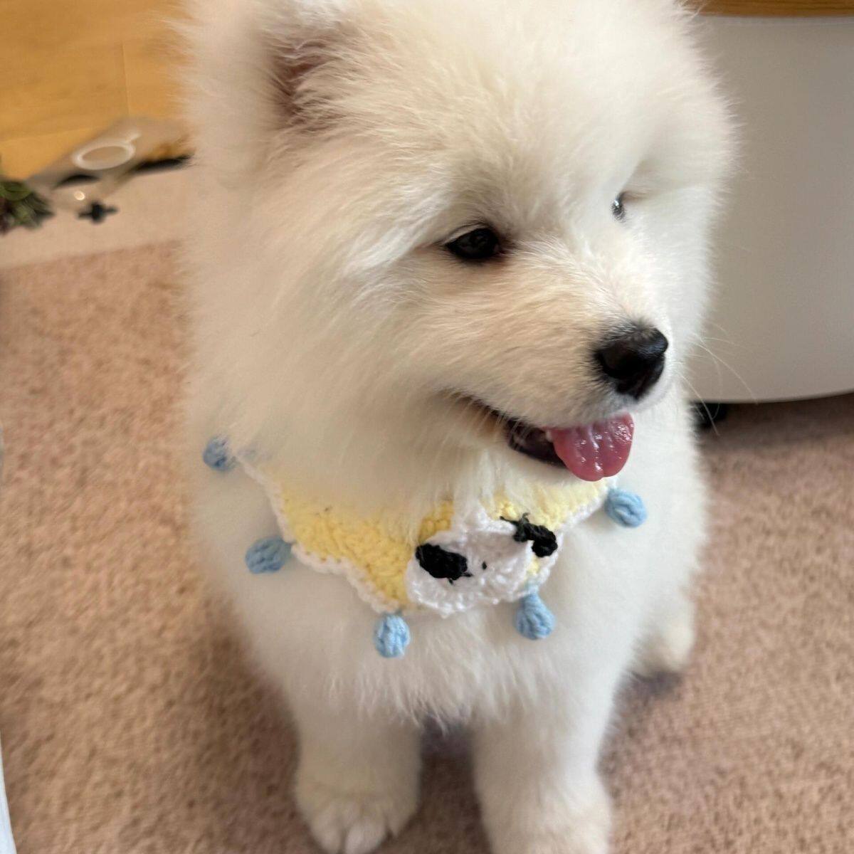 萨摩耶纯种幼犬聪明好养幼崽狗纯白家养可爱型白色陪伴犬便宜活物