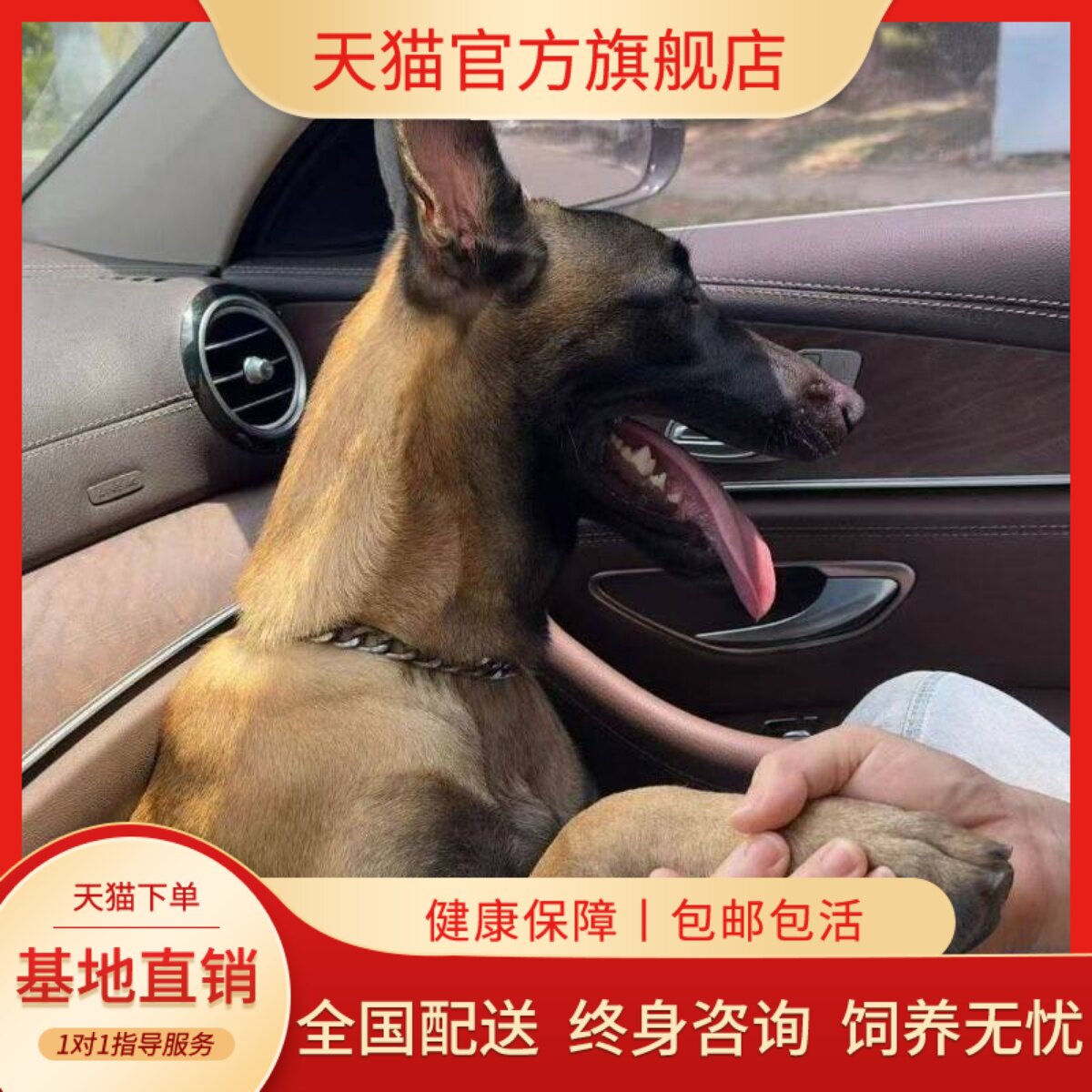 护卫犬看家犬活物短毛宠物狗