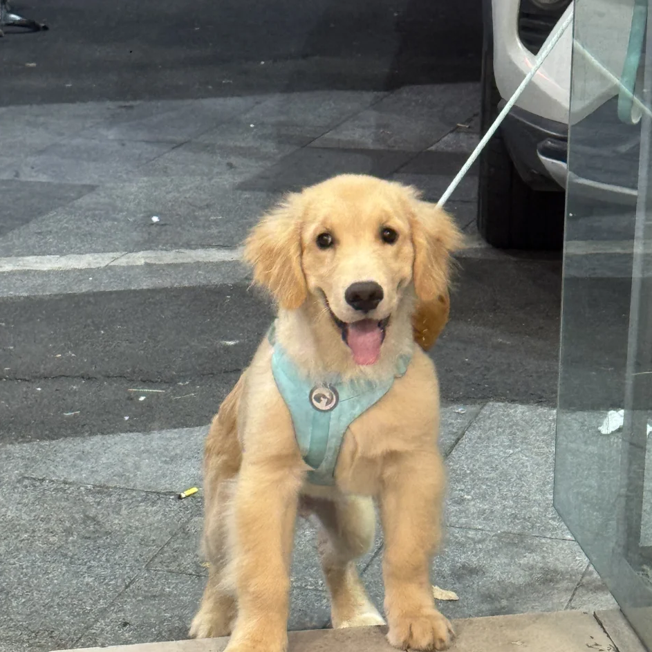 导盲犬大型犬家庭养宠物狗