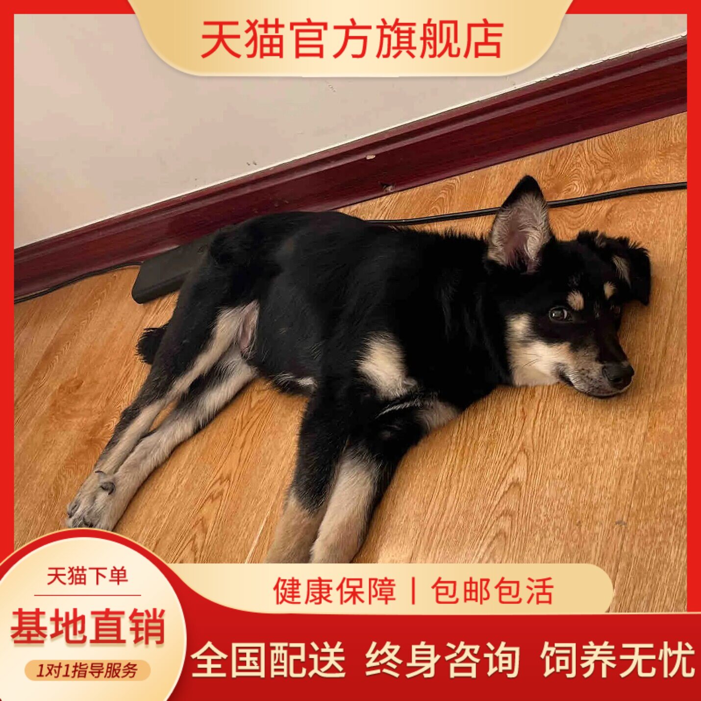 四眼铁包金土狗巡山犬小狗狗狗活体忠诚赶中华田园犬狗便宜护主狗