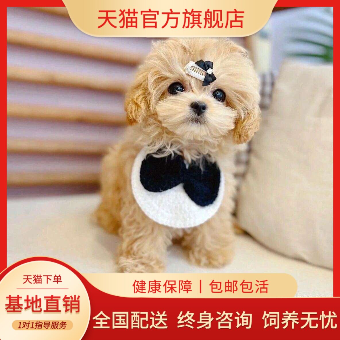 泰迪纯种幼犬超萌陪伴精品黑黑色小型犬贵宾犬活泼网红狗活物可爱
