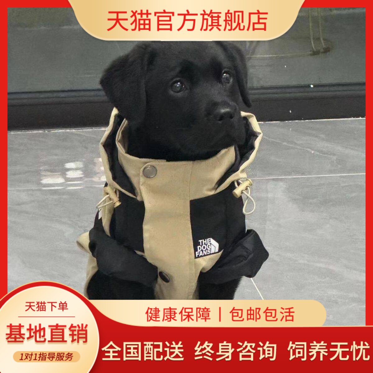 大骨架真狗好养巡回犬宠物狗健康