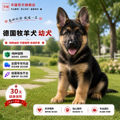 大型犬黑背平背看家狼犬护院犬