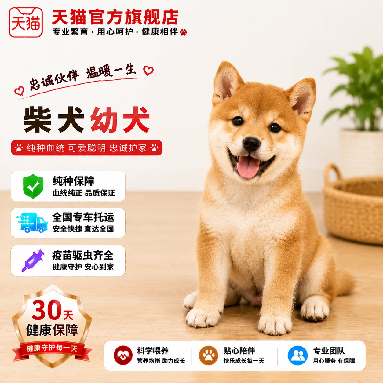 正宗活物超萌宠物狗赤柴狗看家
