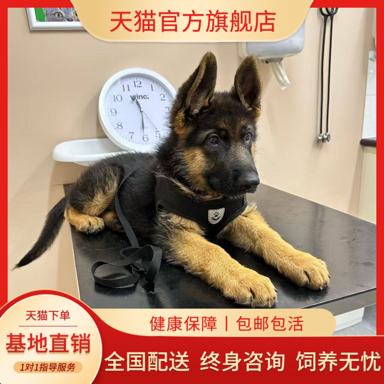 德牧纯种幼犬高智商平背弓背便宜幼宠护卫犬家养看家狗活物护院狗