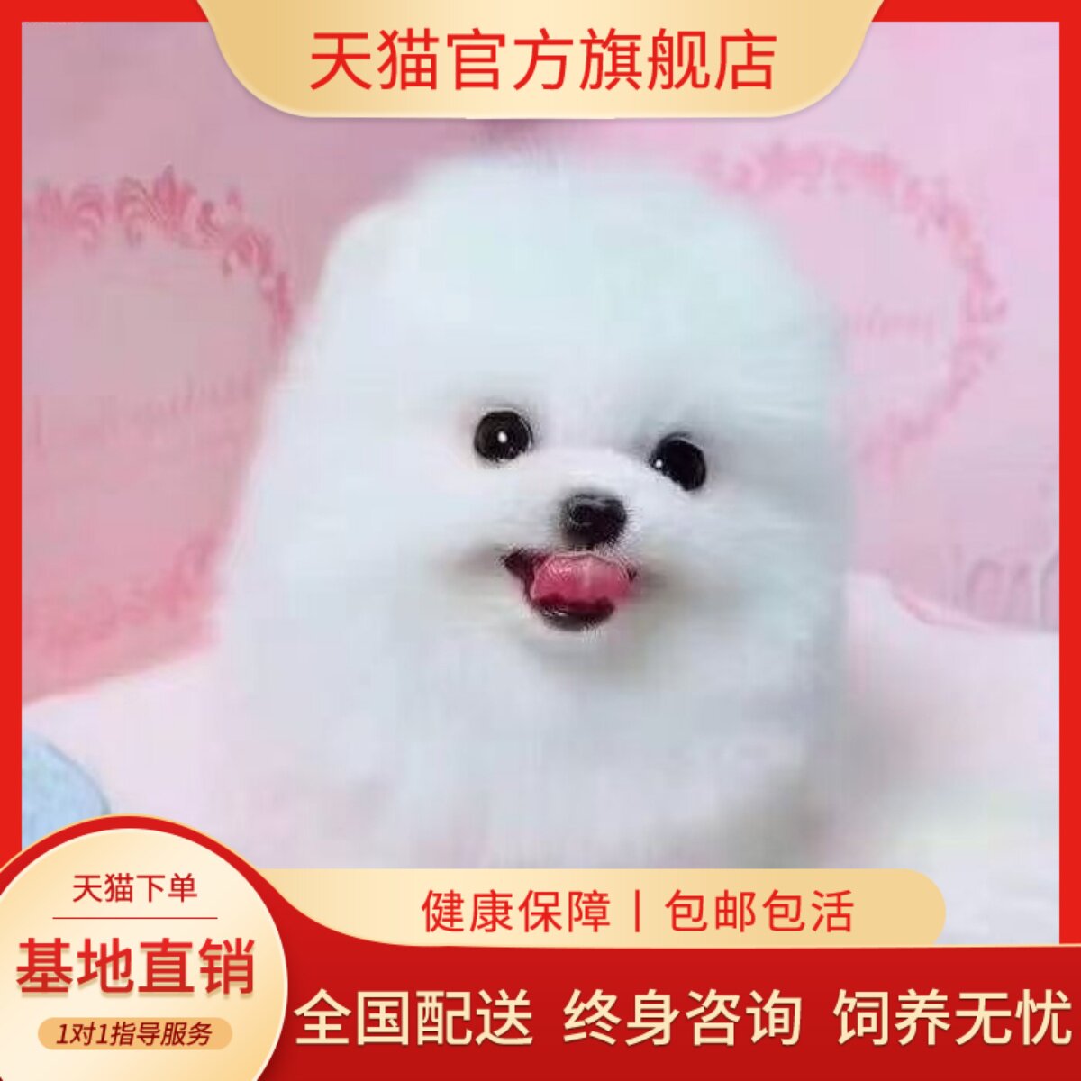 小型犬圆脸白色球形袖珍犬狗