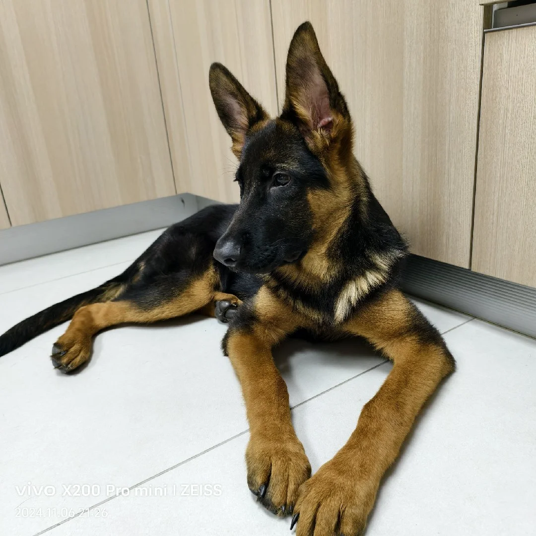 狗狗工作犬家养看家平背爱骨小