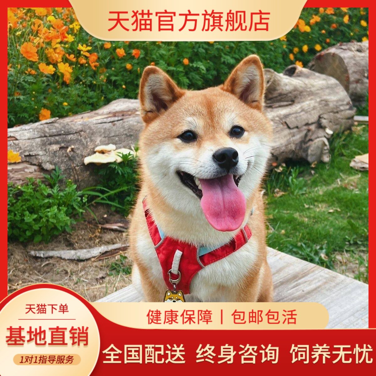 单血统宠物犬帅气日本活体狗赤色