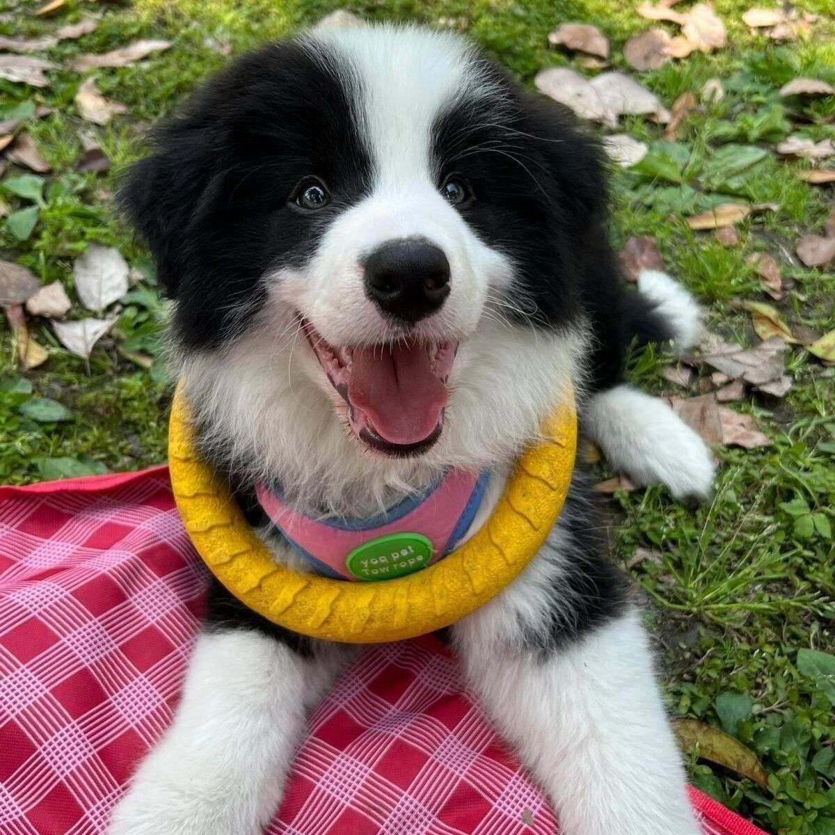 边牧纯种幼犬聪明健康可爱型粘人大骨架幼宠陪伴犬宠物狗网红温顺