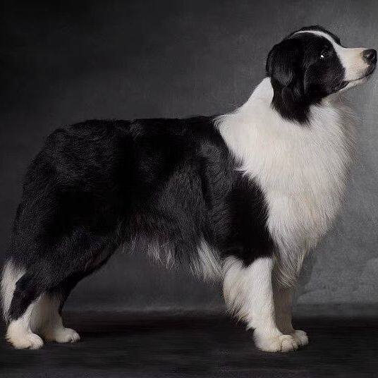 家庭犬好养网红活泼听话聪明狗狗