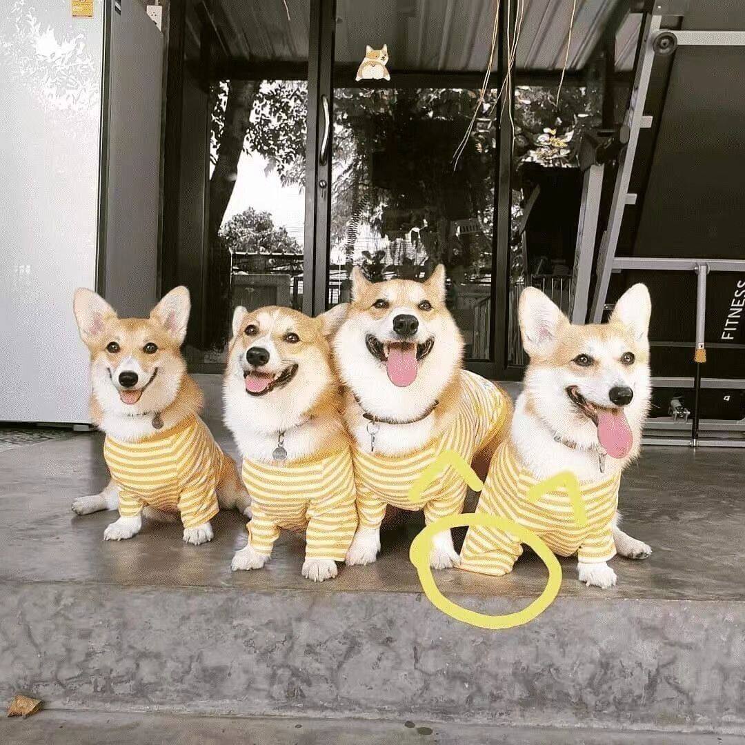 柯基纯种幼犬小型犬帅气狗家庭威尔士三色狗狗小狗黄白花幼崽双色