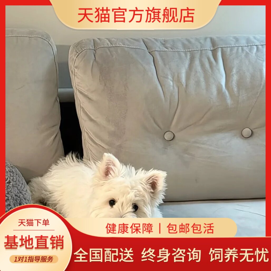 纯种西部高地白梗犬软毛软宠物狗