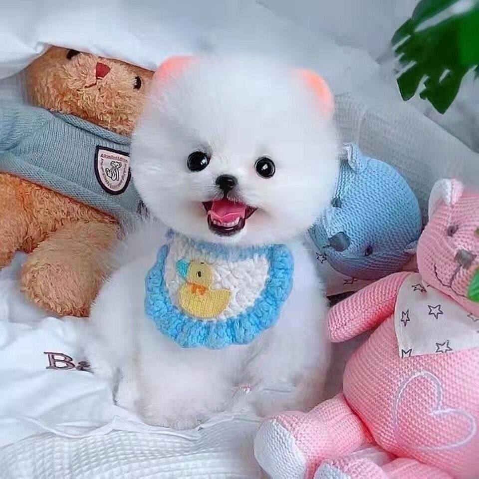 超小小茶杯白俊介犬便宜活体迷你
