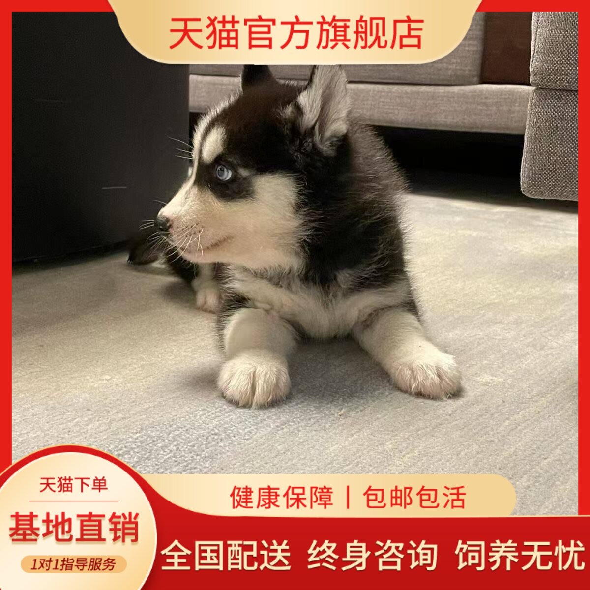 中型犬真狗家养二哈可爱听话狗狗