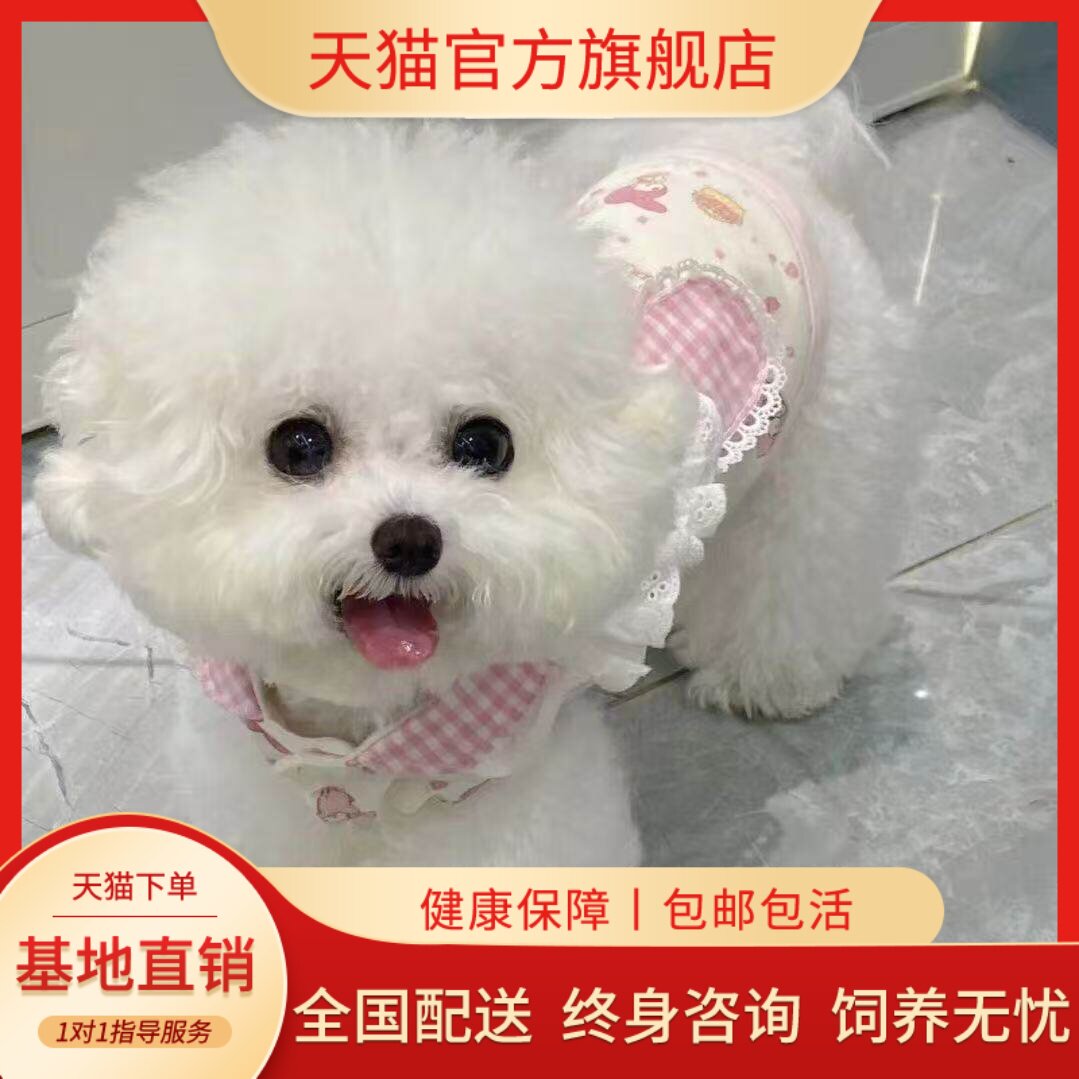白圆脸白色超小活体超萌真狗袖珍