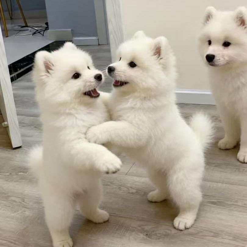 萨摩耶纯种幼犬治愈家养宠物狗网红可爱活体圆脸纯白便宜粘人狗狗