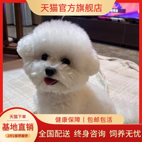 纯种比熊幼犬活体真狗小体比熊