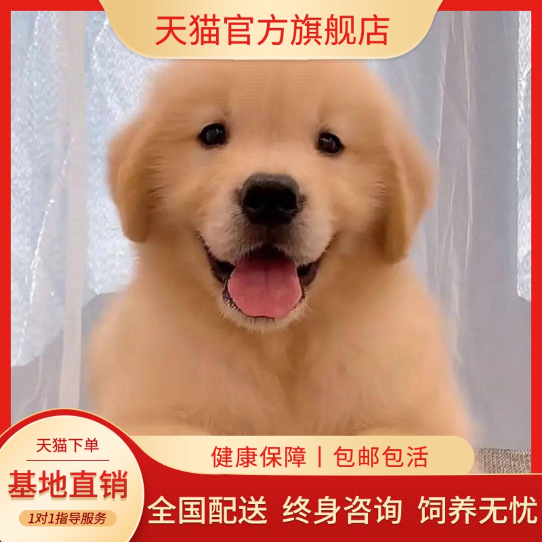 活体活物犬巡回犬听话真狗小狗