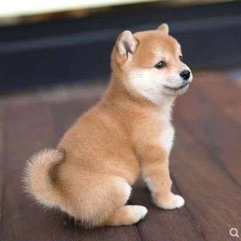 柴犬纯种幼犬小精品豆日本赤色宠物犬黑柴看家黄色狗活物帅气超萌