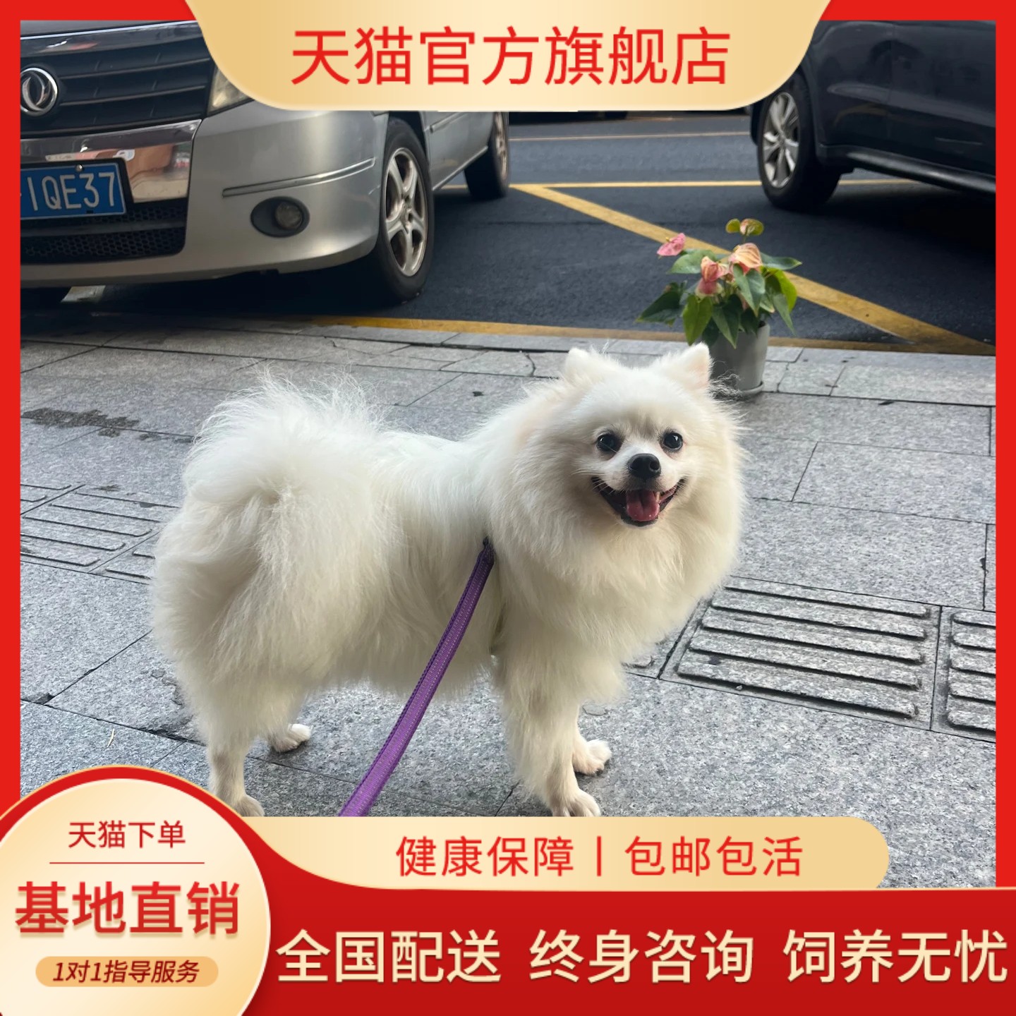 韩系陪伴犬茶杯犬活宠物狗小型犬