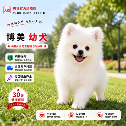 超小活体小型犬黄色白色活物真狗