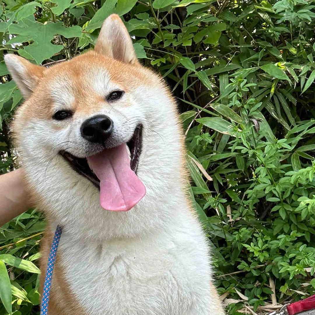 日本柴犬豆柴家养宠物狗双血统