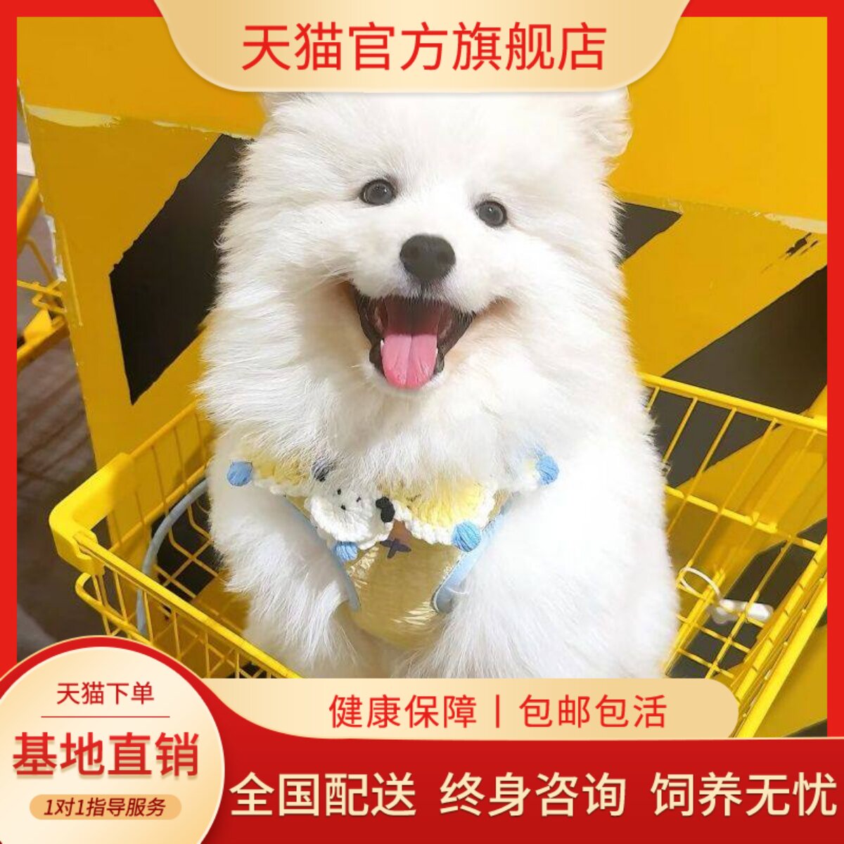爱陪伴犬宠物狗活物好养治愈纯白