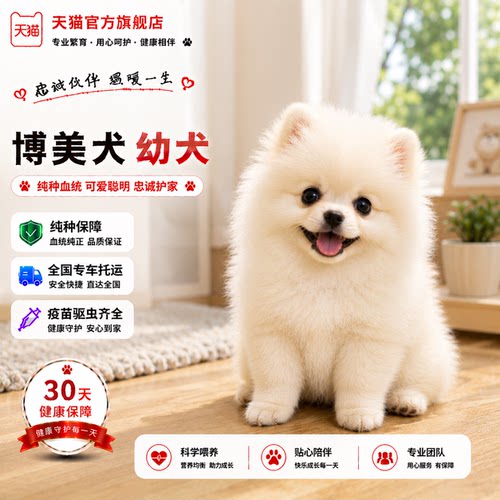 白茶杯犬小体长不大小真狗家养