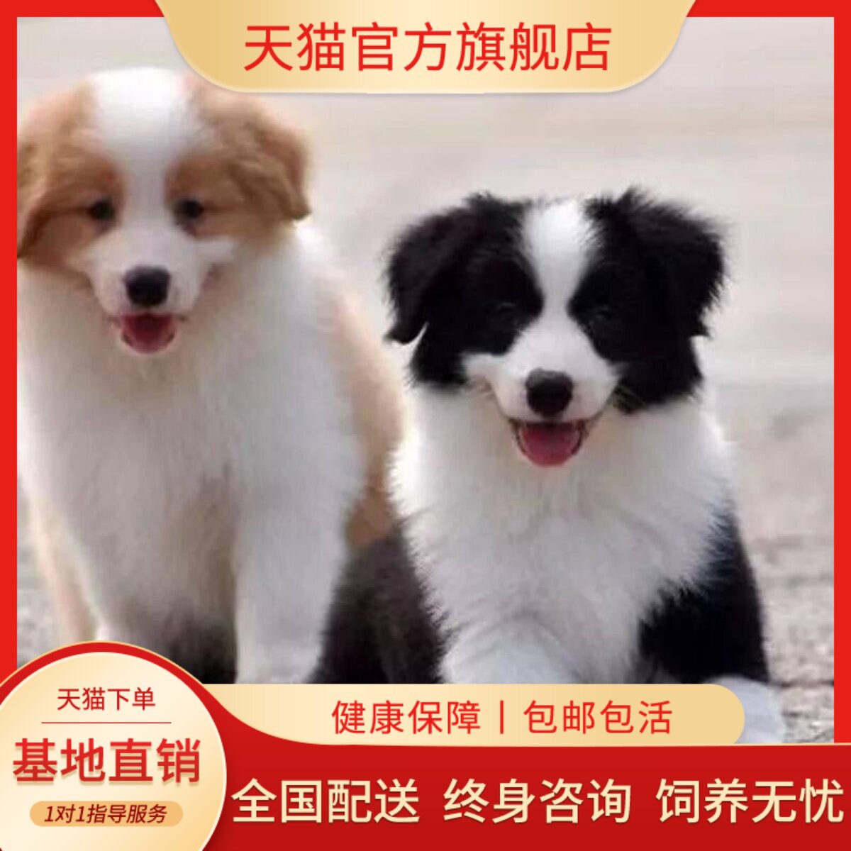 边牧纯种幼犬活泼便宜网红好养可爱型活体大骨架家庭犬幼宠黑白色