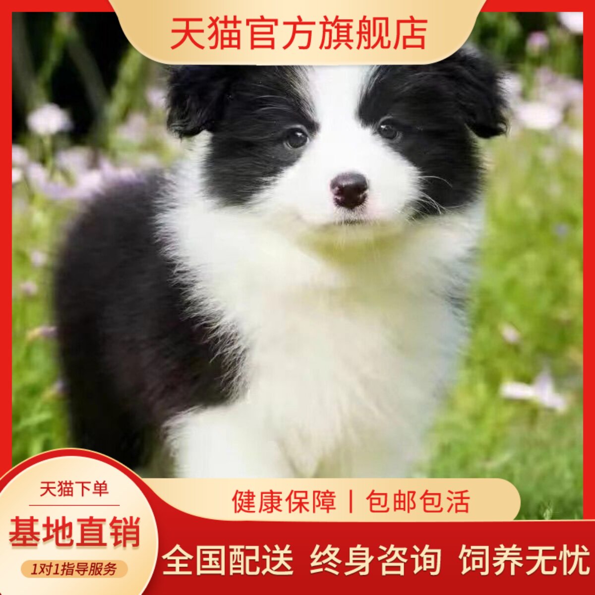边牧纯种幼犬幼宠活泼网红家庭犬便宜好养健康家养黑白色温顺活体