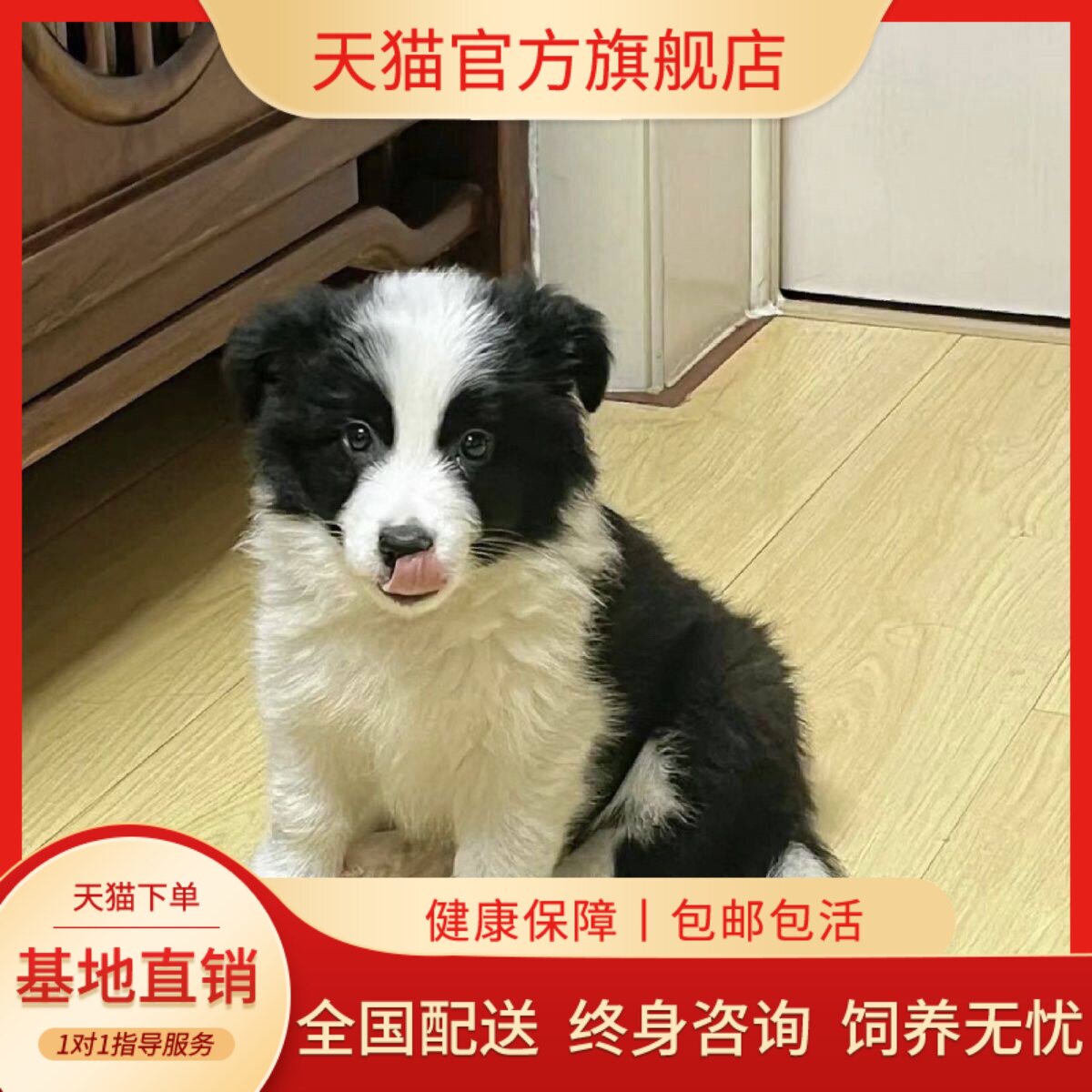 便宜大骨架高智商温顺活体狗狗狗