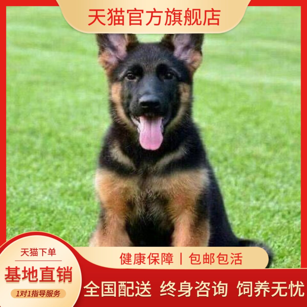 德牧纯种幼犬活物狗猛犬真狗家养看家狗警犬牧羊犬幼宠狗狗狗霸气