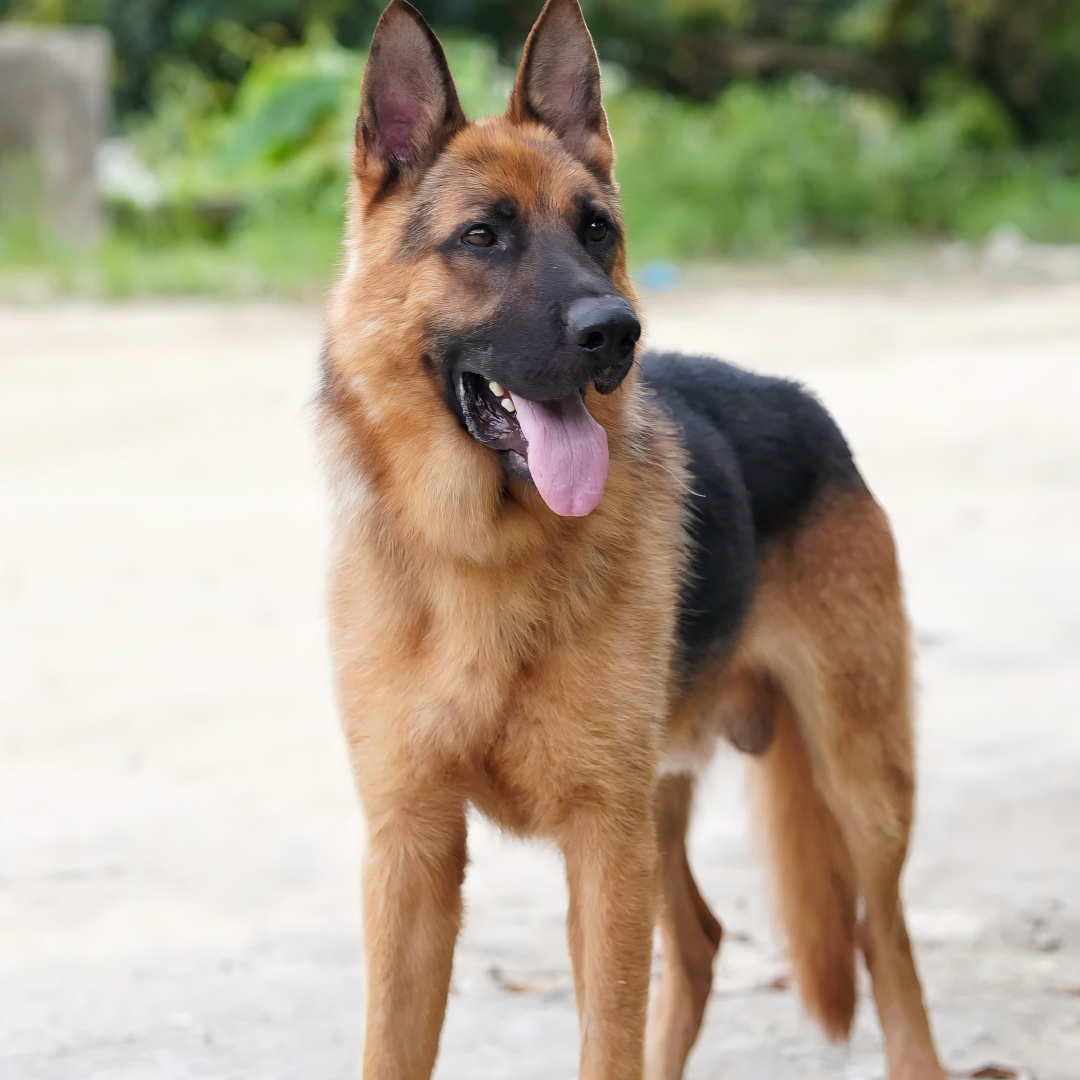 牧羊犬弓背犬黑背犬护院警犬