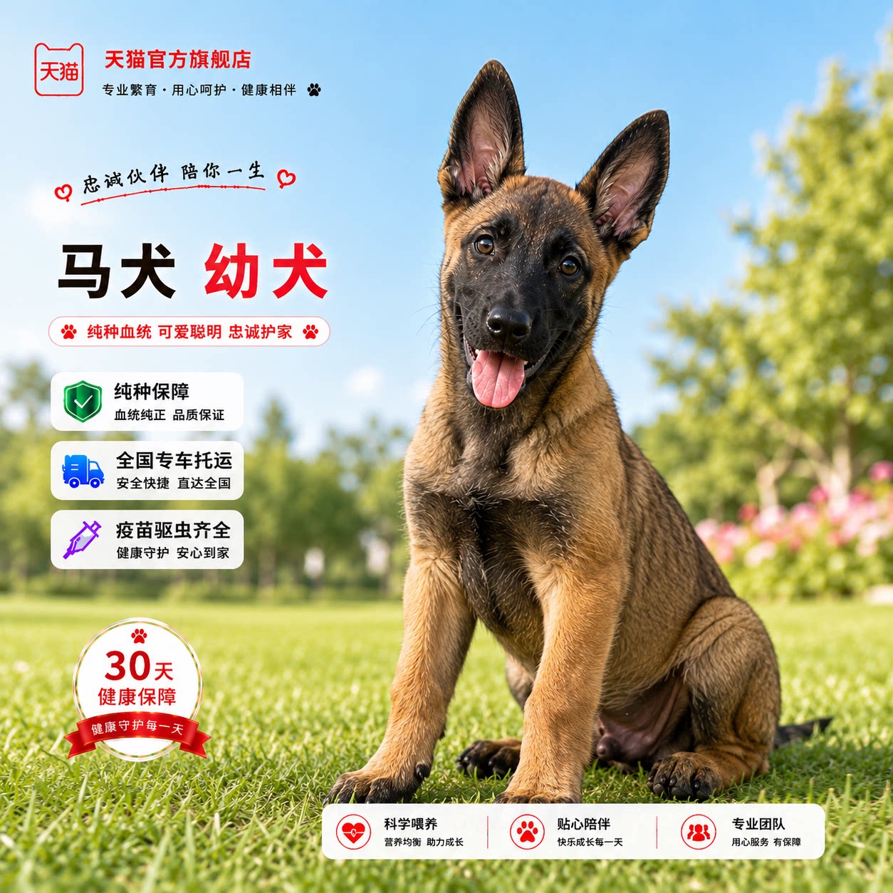 比利时牧羊犬便宜黄马大型宠看家
