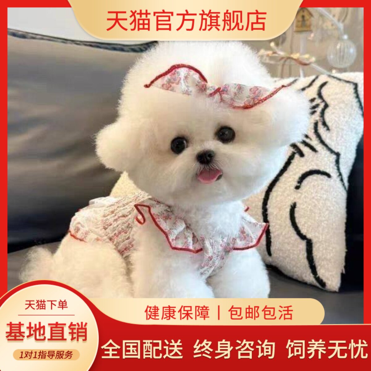犬狗圆脸精品家养袖珍可爱狗活物