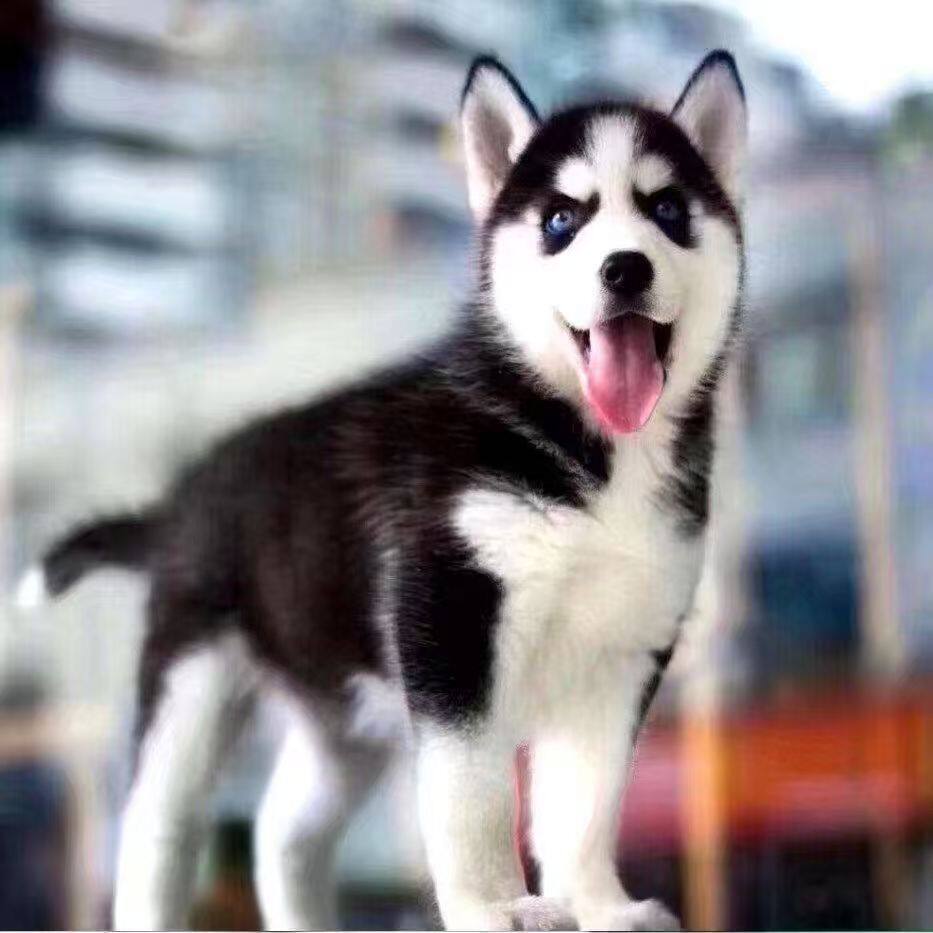 哈士奇纯种幼犬活体聪明宠物黑色便宜家养雪橇犬三火活泼听话狗狗