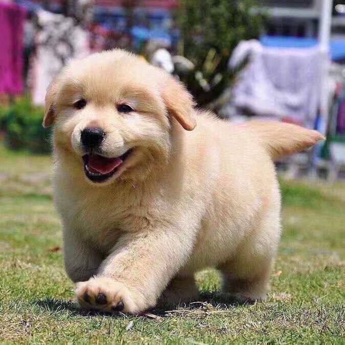 金毛纯种幼犬听话宠物狗沙滩金看家家养枫叶红小真狗可爱狗狗小狗