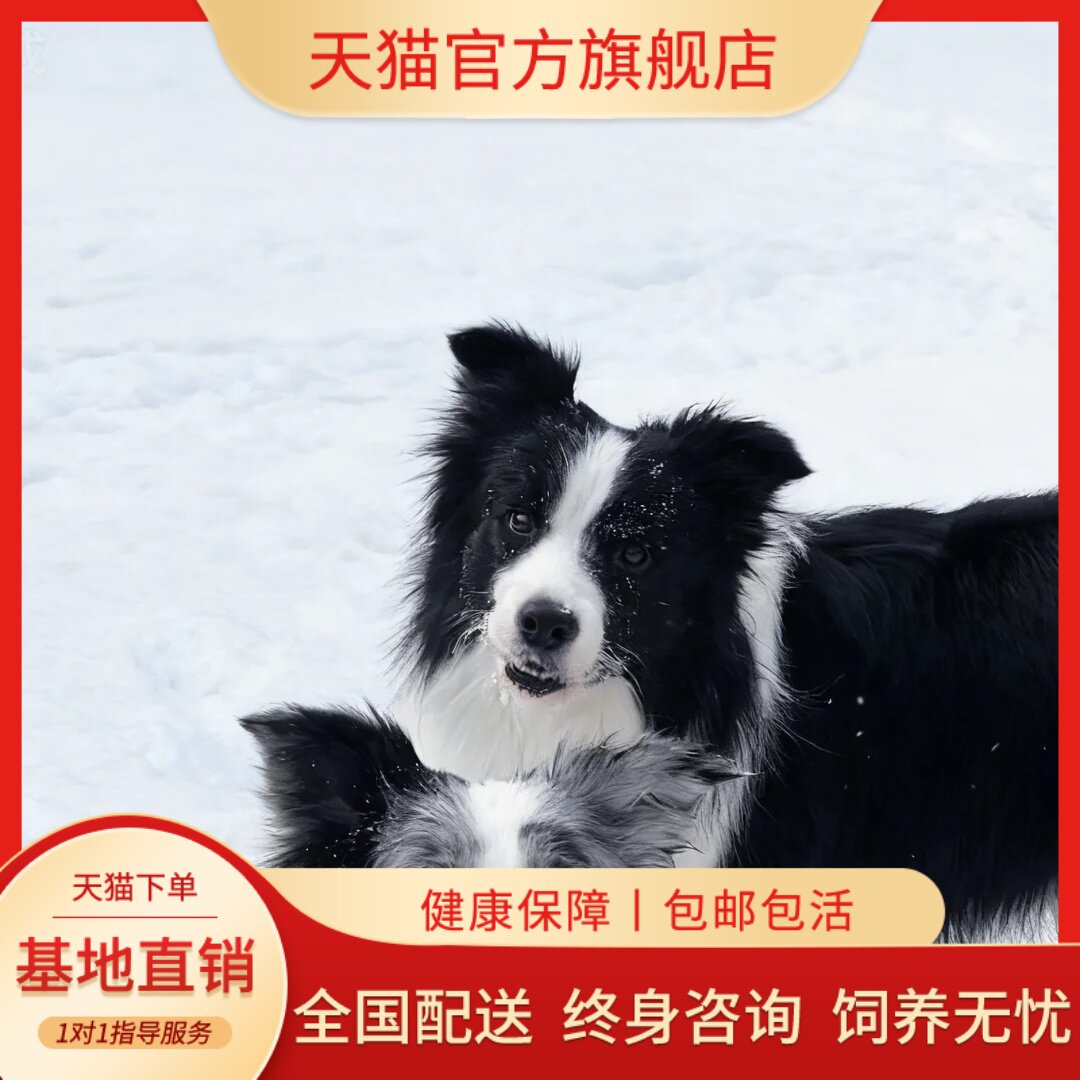 金色边牧警犬高智商幼崽牧羊犬