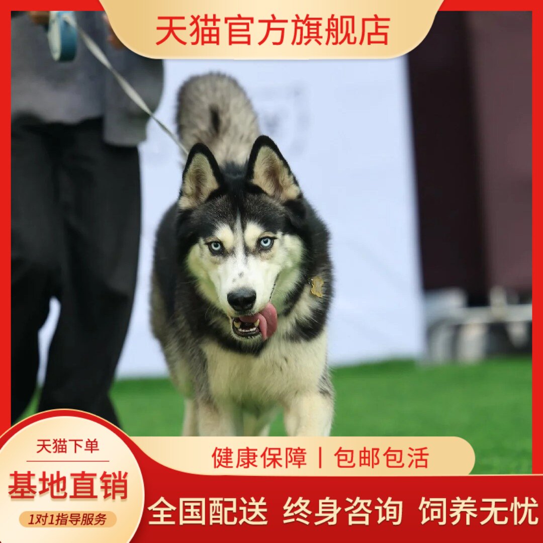 听话二哈好养幼崽宠物狗雪橇犬狗