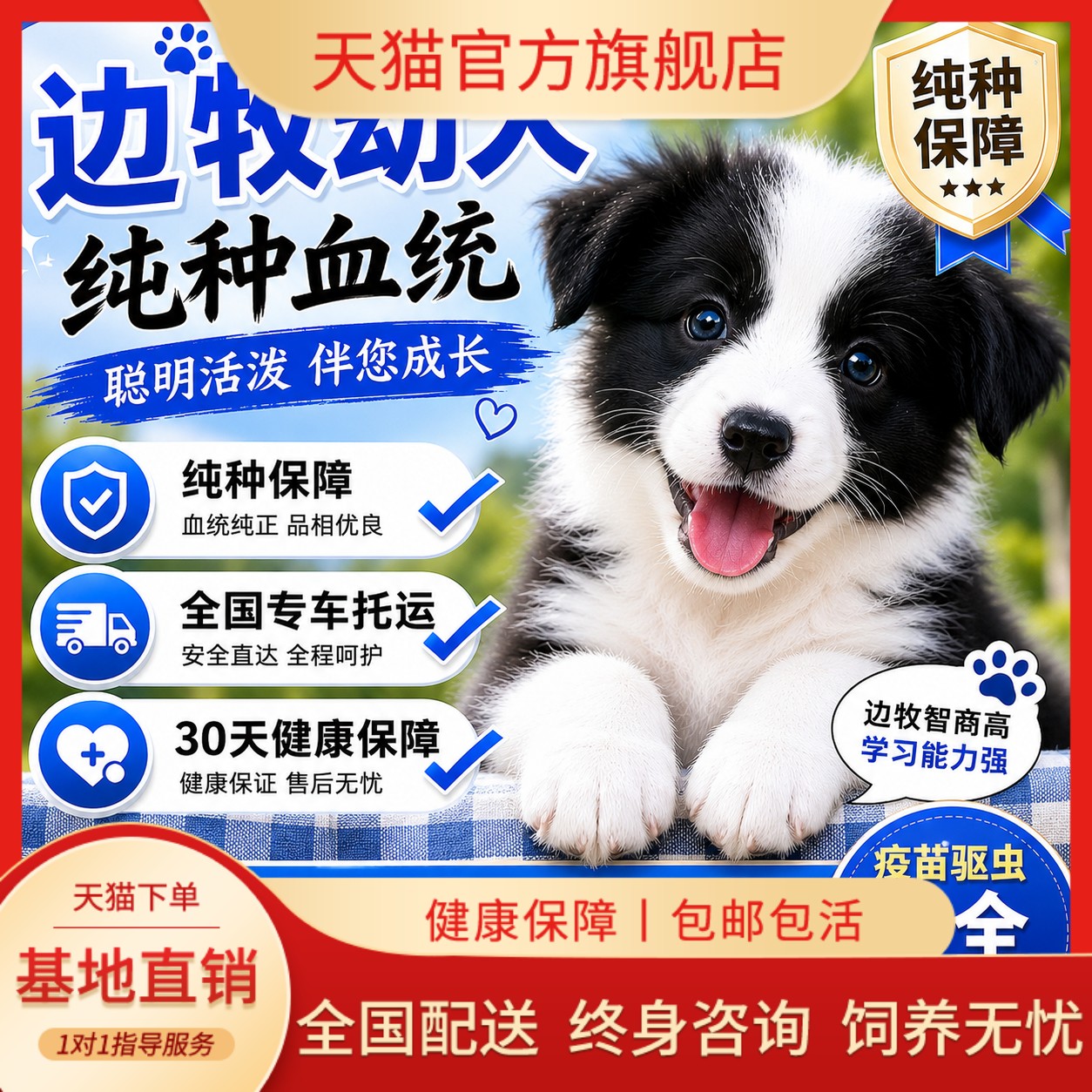 狗陪伴犬粘人聪明温顺好养狗听话