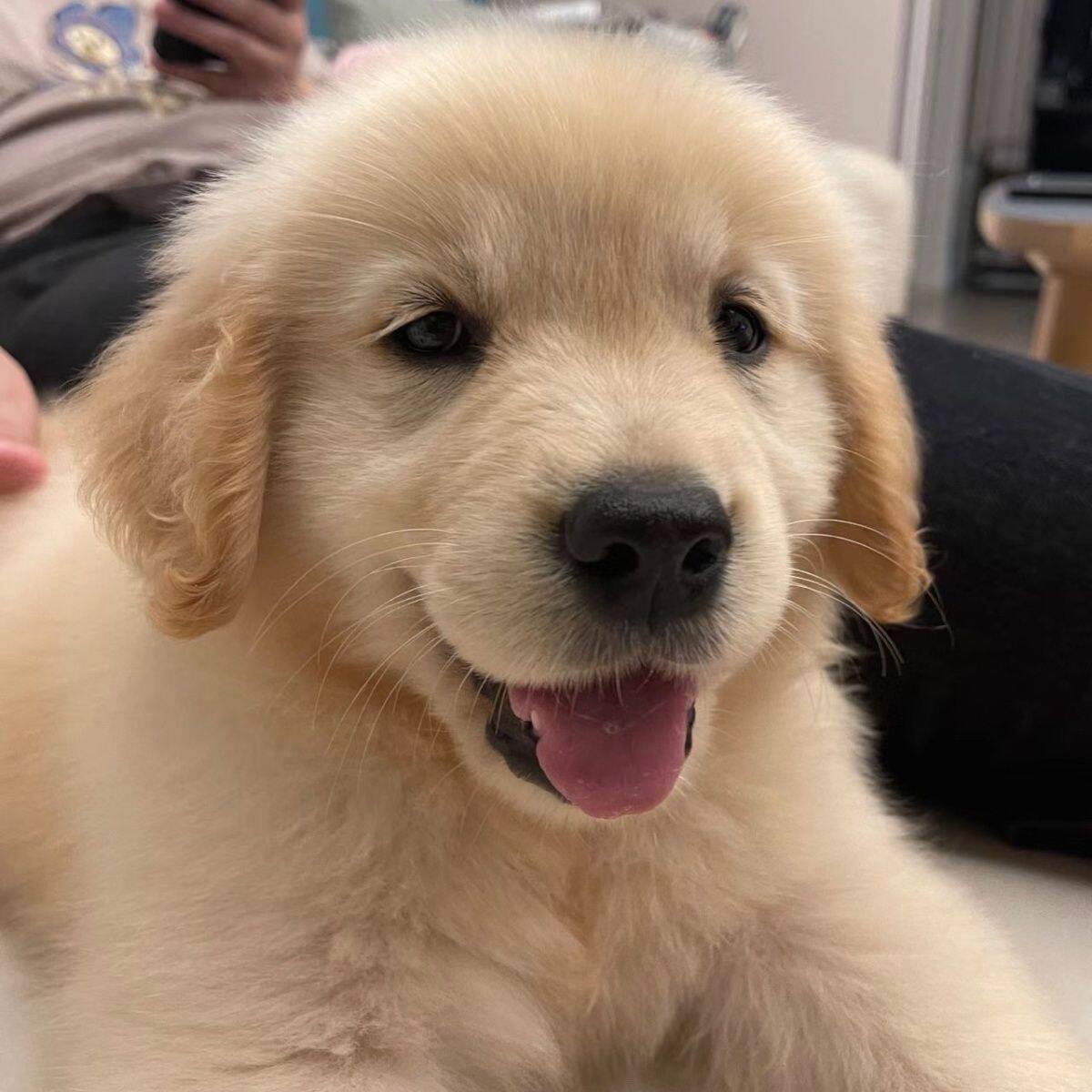 狗可爱导盲犬犬大型犬护主活体