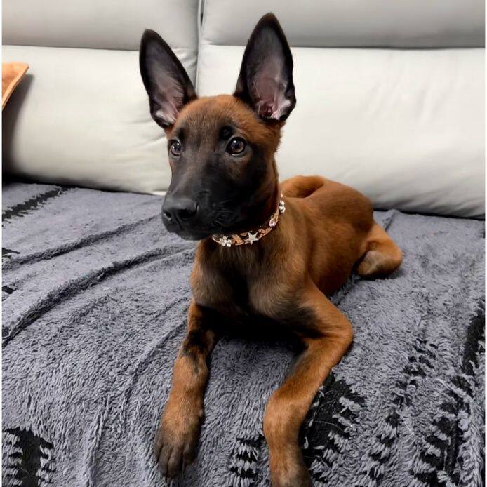 马犬纯种幼犬便宜活体比利时牧羊犬幼宠真狗狗狗聪明短毛狼狗霸气