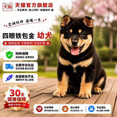 正宗小狗狗狗猎犬忠诚短毛好看