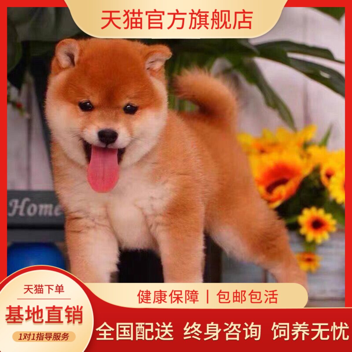 智商狗小中型犬狗崽可爱狗活泼
