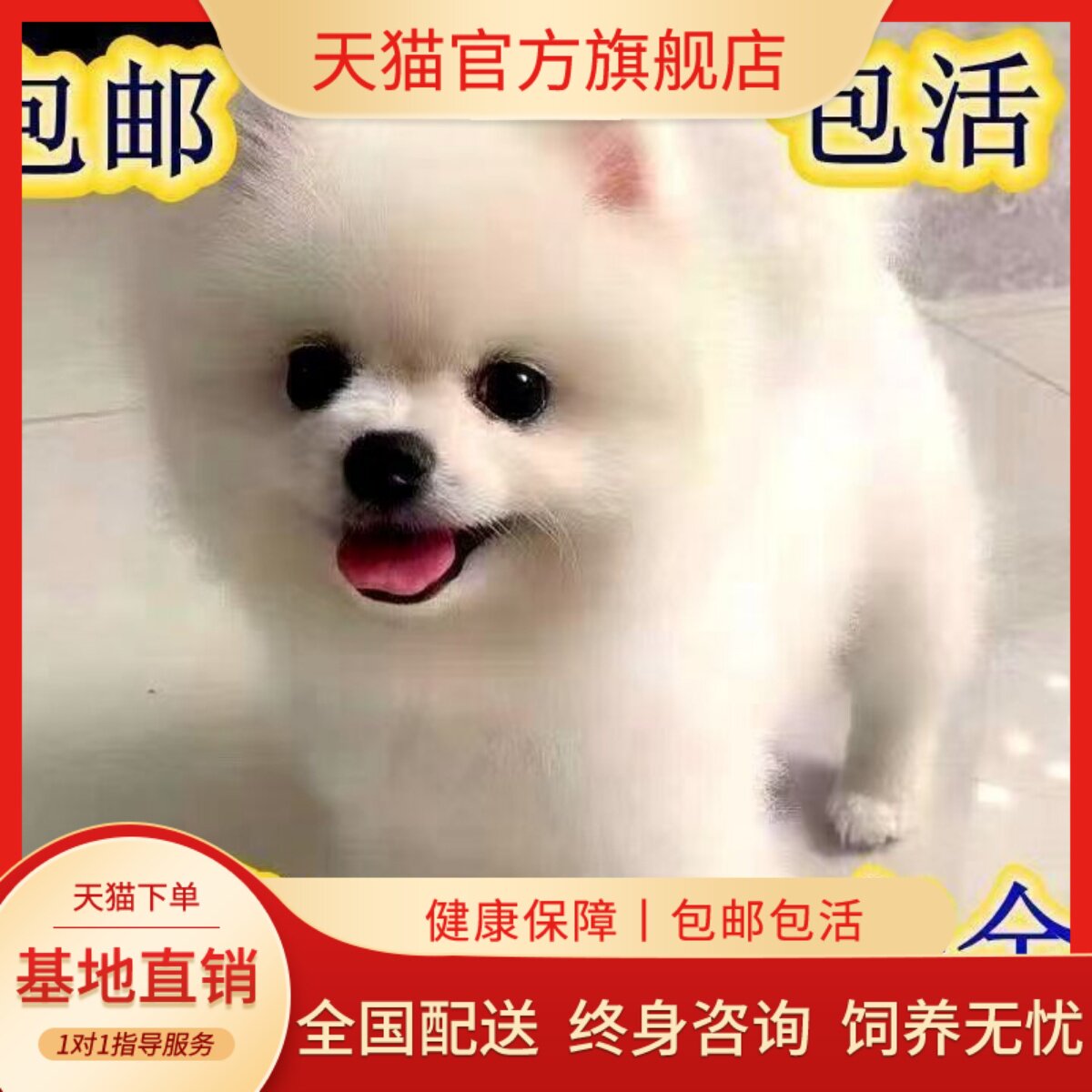 黄狗黄色迷你犬家养狗超萌袖珍