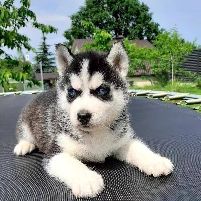 哈士奇纯种幼犬宠物家养便宜活泼可爱真狗狗中型犬二哈三火短毛狗