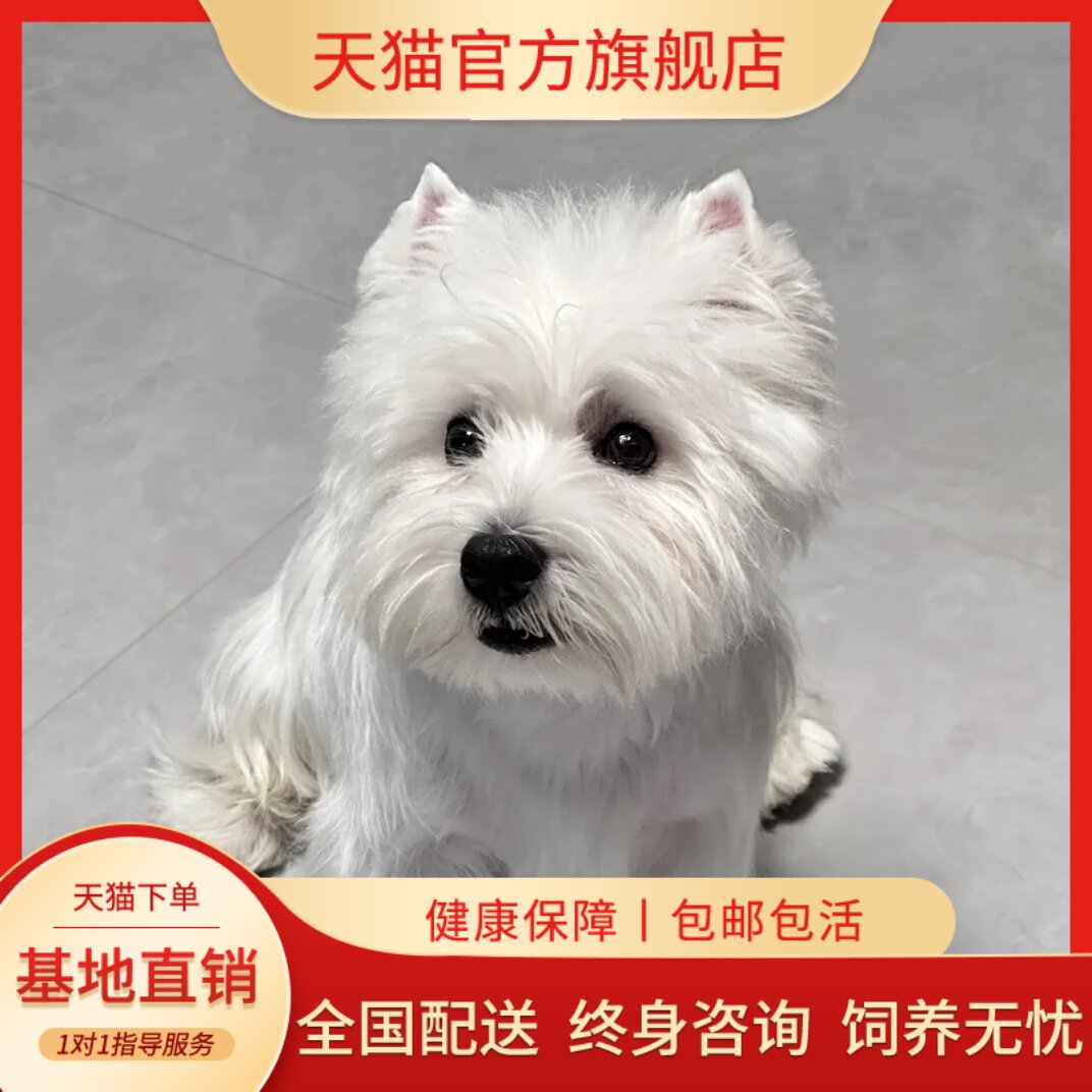 双血统西高地犬小型犬纯白宠物狗